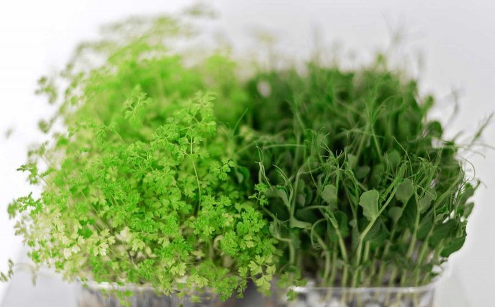 Microgreens in a bowl - Photo by Mikhail Nilov from Pexels